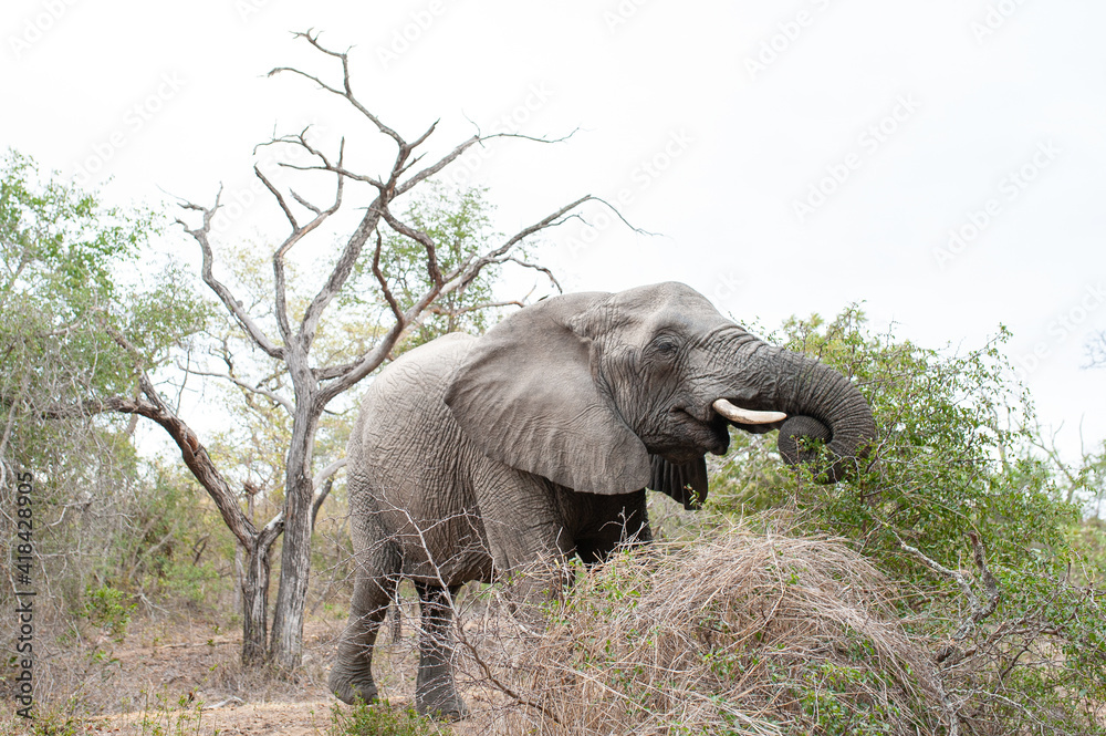 Fototapeta premium An African Elephant seen on a safari in South Africa