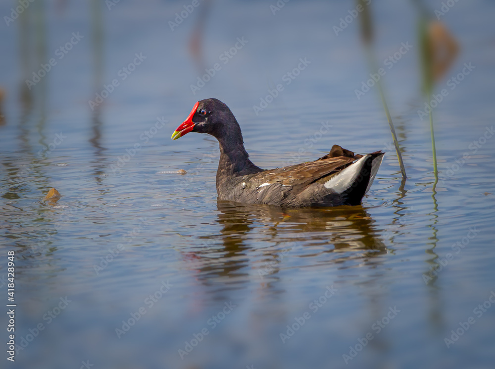 The common moorhen, a black and brown bird with a red and yellow beak The common moorhen, a black and brown bird with a red and yellow beak