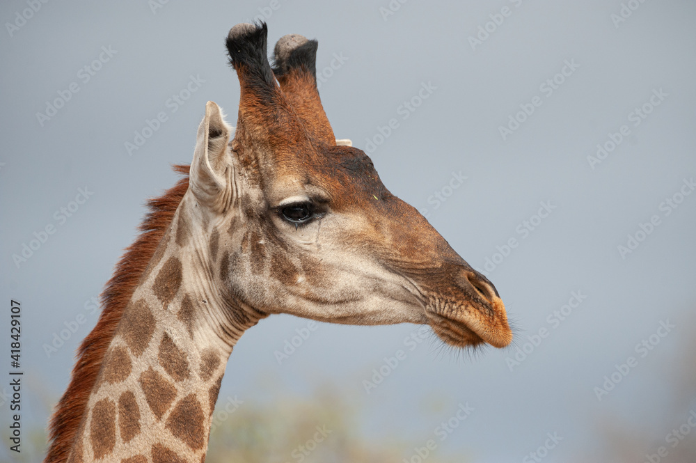 Obraz premium Southern Giraffe seen on a safari in South Africa