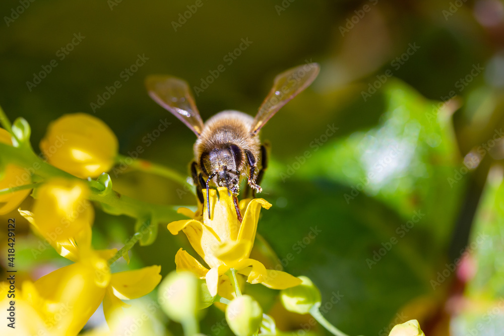 eine Honigbiene sammelt an einer Blume (Mahonie) Honig eine Honigbiene sammelt an einer Blume (Mahonie) Honig