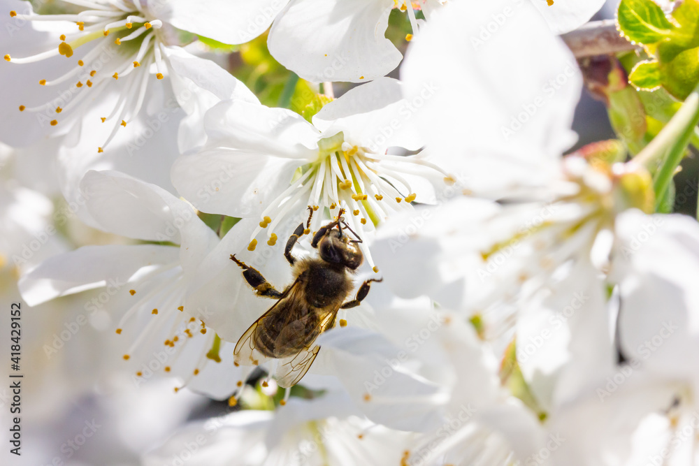 eine Honigbiene sammelt an weiße Kirschblüten Honig eine Honigbiene sammelt an weiße Kirschblüten Honig