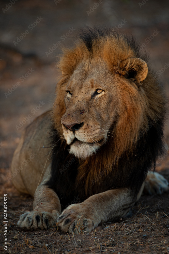 A Male Lion seen on a safari in Kruger National Park in South Africa