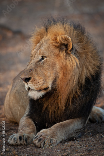 A Male Lion seen on a safari in Kruger National Park in South Africa