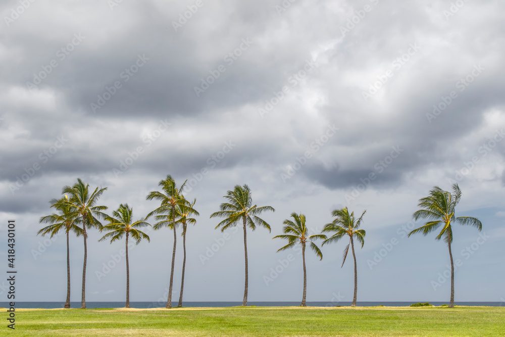 Palm trees along coast, Maui, Hawaii.