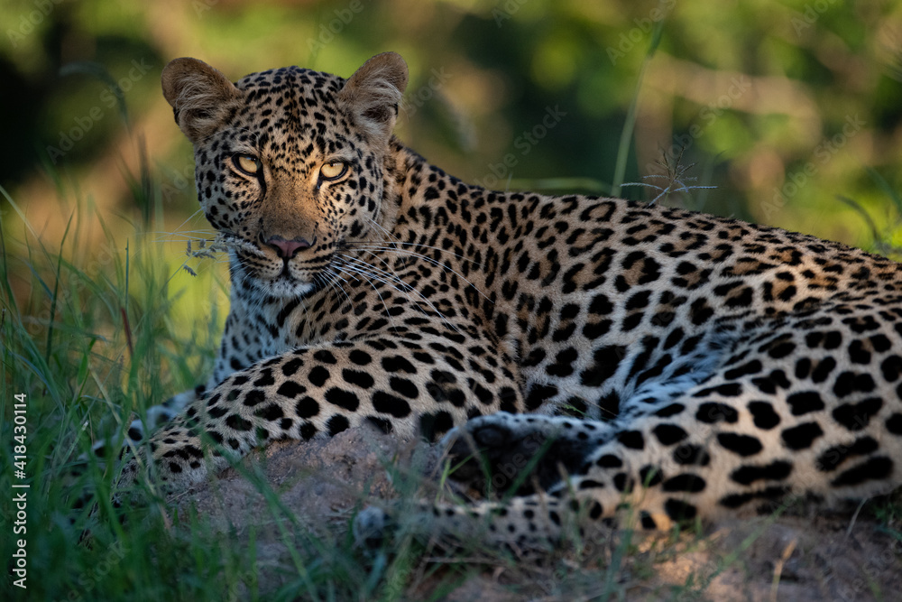 A wild Leopard seen on a safari in South Africa A wild Leopard seen on a safari in South Africa