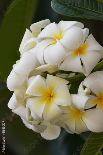 Plumeria a genus of flowering plants in the dogbane family, Apocynaceae, Maui, Hawaii. © Danita Delimont