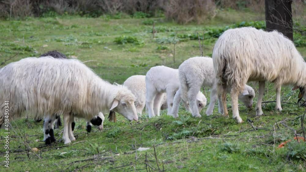 Cute lambs running to grazing flock of sheep in Sardinia, Italy Cute lambs running to grazing flock of sheep in Sardinia, Italy
