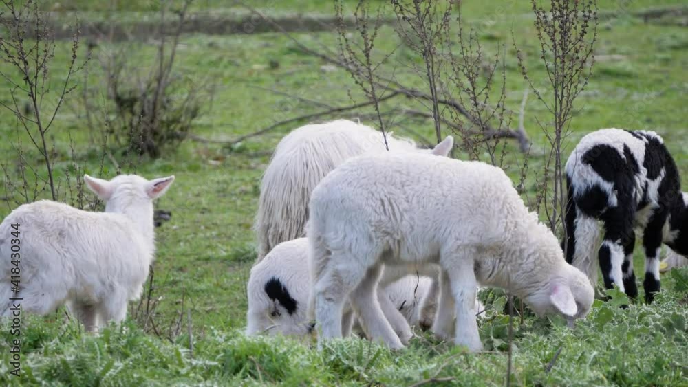 Cute flock of young lambs grazing together in Sardinia, Italy Cute flock of young lambs grazing together in Sardinia, Italy