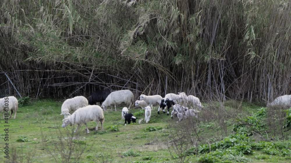 Slow motion shot of energetic and playful flock of lambs running around between grazing ewes in Sardinia, Italy Slow motion shot of energetic and playful flock of lambs running around between grazing ewes in Sardinia, Italy