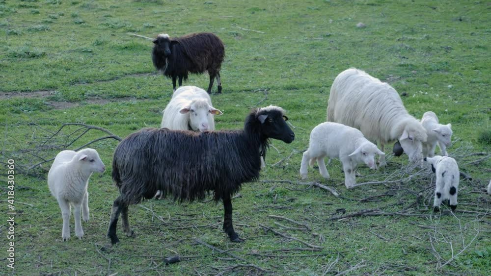 Slow motion shot of sheep and cute lambs together on green pasture in Sardinia, Italy Slow motion shot of sheep and cute lambs together on green pasture in Sardinia, Italy