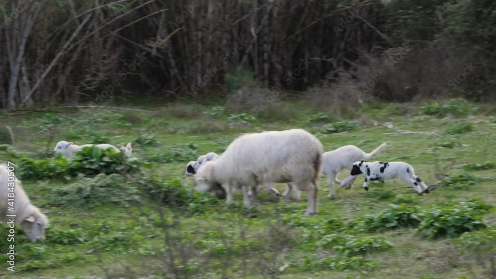 Cute and happy flock of lambs jumping and running around outside in Sardinia, Italy Cute and happy flock of lambs jumping and running around outside in Sardinia, Italy