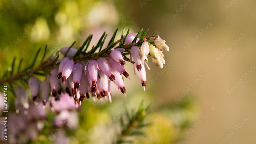 Close up of winter flowering heather in sunlight