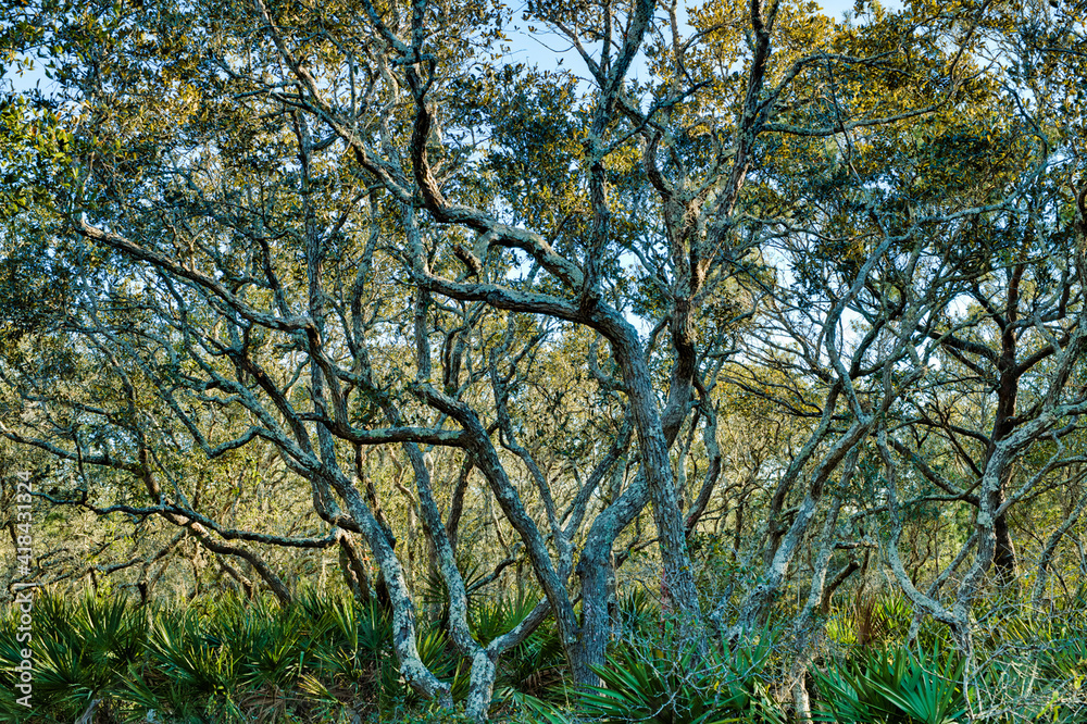 Tangled scrub oak trees in the woods in Panama City Beach, Florida, USA Tangled scrub oak trees in the woods in Panama City Beach, Florida, USA