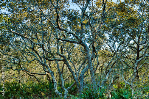 Tangled scrub oak trees in the woods in Panama City Beach, Florida, USA