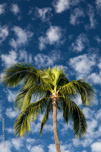 Maui  Hawaii. Palm trees with white clouds and blue sky