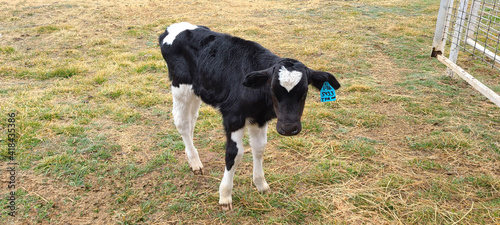 Six Weeks Old Holstein Heifer Bottle Calf