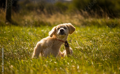 Εκτύπωση καμβά Golden Retriever puppy scratching in field dog
