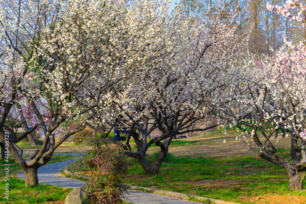 Obraz premium Spring plum blossoms and park scenery in East Lake Plum Garden in Wuhan, Hubei