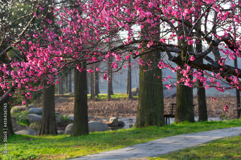 Spring plum blossoms and park scenery in East Lake Plum Garden in Wuhan, Hubei Spring plum blossoms and park scenery in East Lake Plum Garden in Wuhan, Hubei