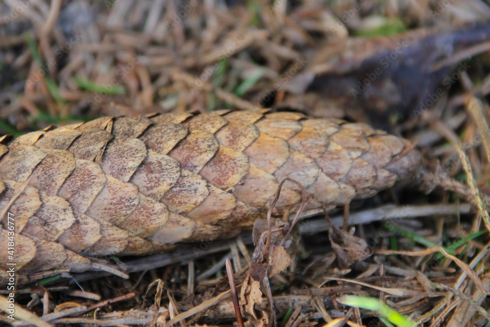 Fototapeta premium pine cone on the ground