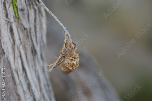 cicada on the branch