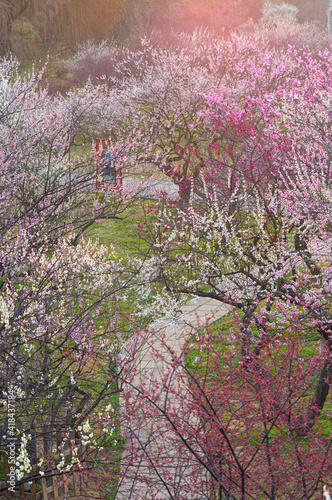 Spring plum blossoms and park scenery in East Lake Plum Garden in Wuhan, Hubei