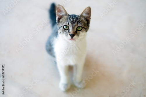 Curious Young Cat Looking Up with Soft Background