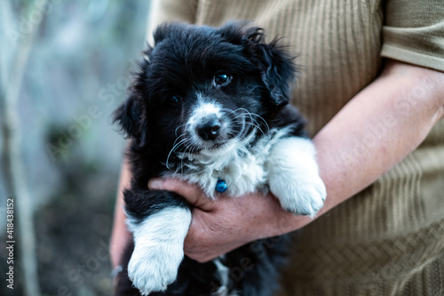 Cute Puppy Held in Arms Outdoors