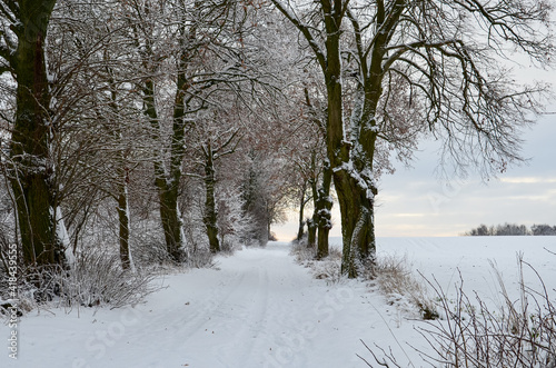 Canvas Print Countryside road through winter field with trees on the sides.