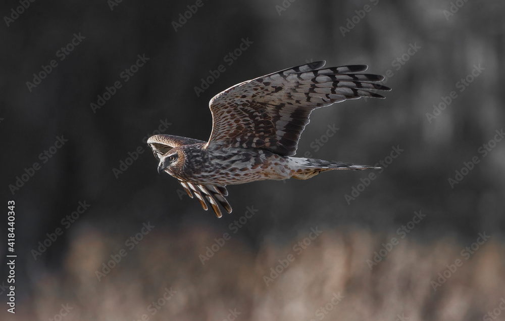 Obraz premium female adult northern harrier (Circus hudsonius) in flight over brown grass in meadow, feather detail showing white tail band, head slightly turned