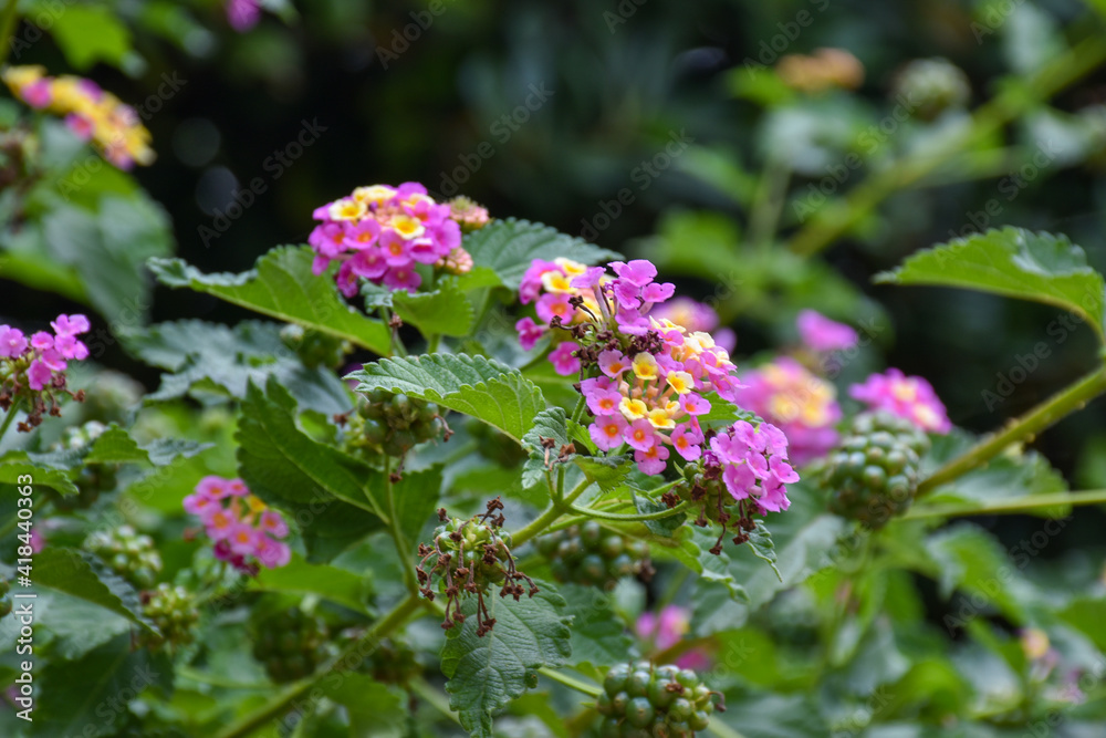 Pink flowers moved by the spring wind Pink flowers moved by the spring wind