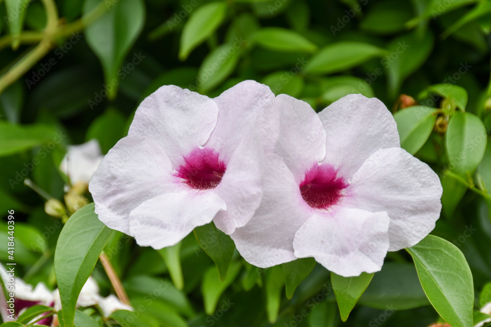 Obraz premium Close-up of white flowers with a green background