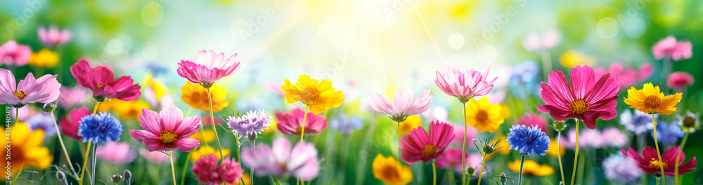 Cosmos Flowers