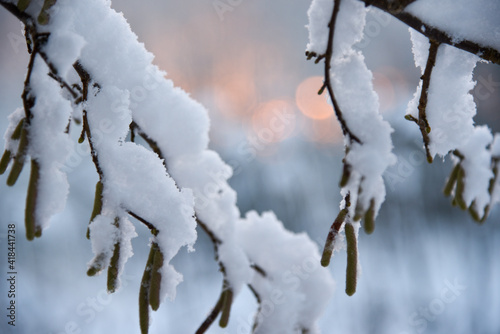 It's wintertime, snow on a hazel tree branches in the morning, during sunrise. Bokeh effect. 