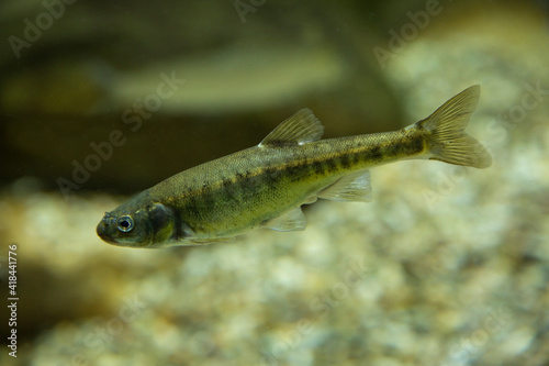  Eurasian minnow, common minnow (Phoxinus phoxinus).