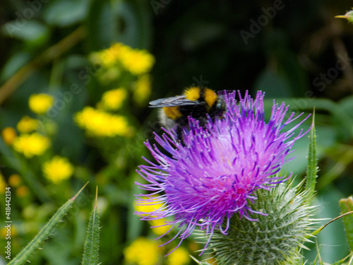 Abeja polinizando una flor. photo