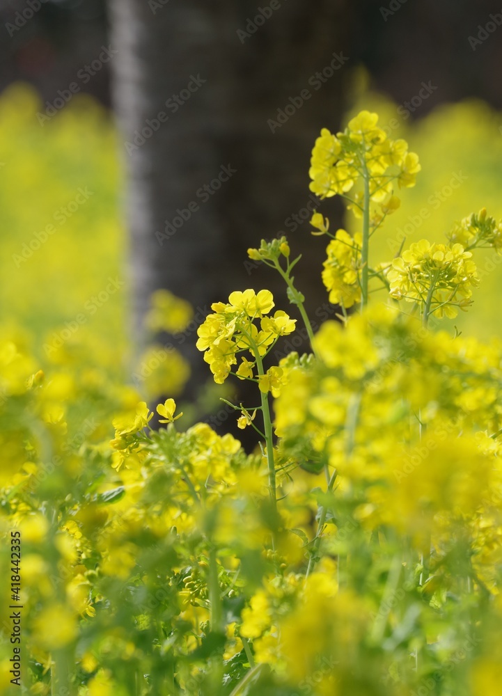 Fototapeta premium flower in spring