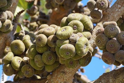 Close up of the cluster of Roxburgh Fig fruits photo