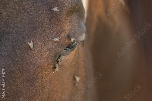 Horse with Flies on Eyes