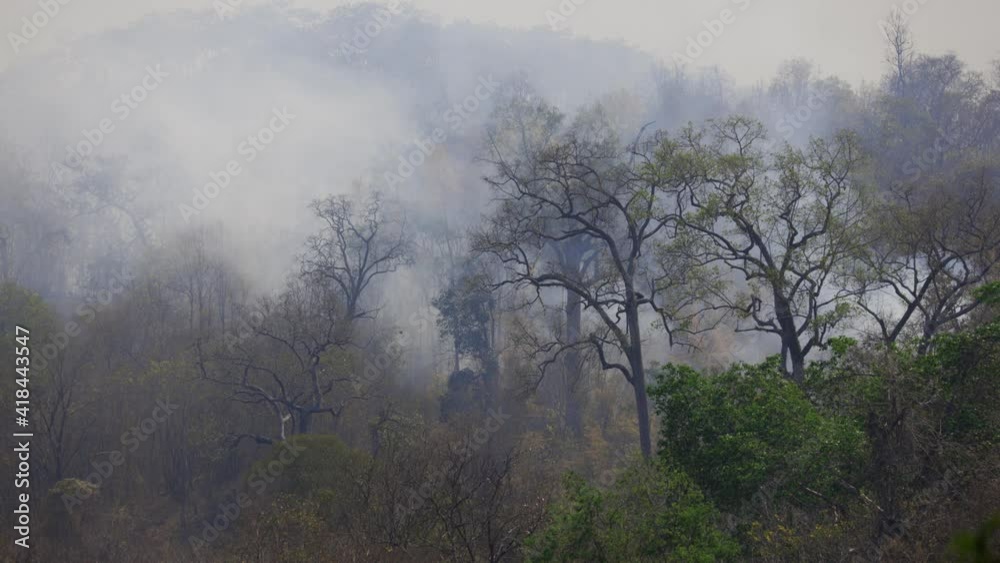 Forest fire disaster is burning caused by human Forest fire disaster is burning caused by human