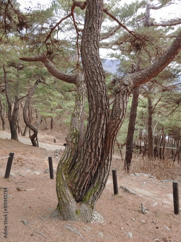 사랑이 이뤄지는 정사나무