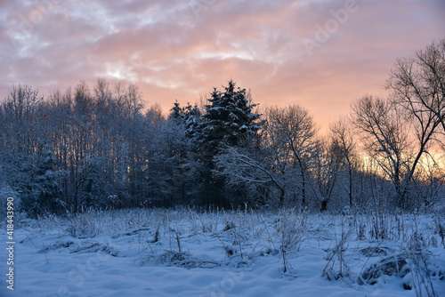 It's wintertime, trees in the garden covered with snow. Morning and sunrise background. 