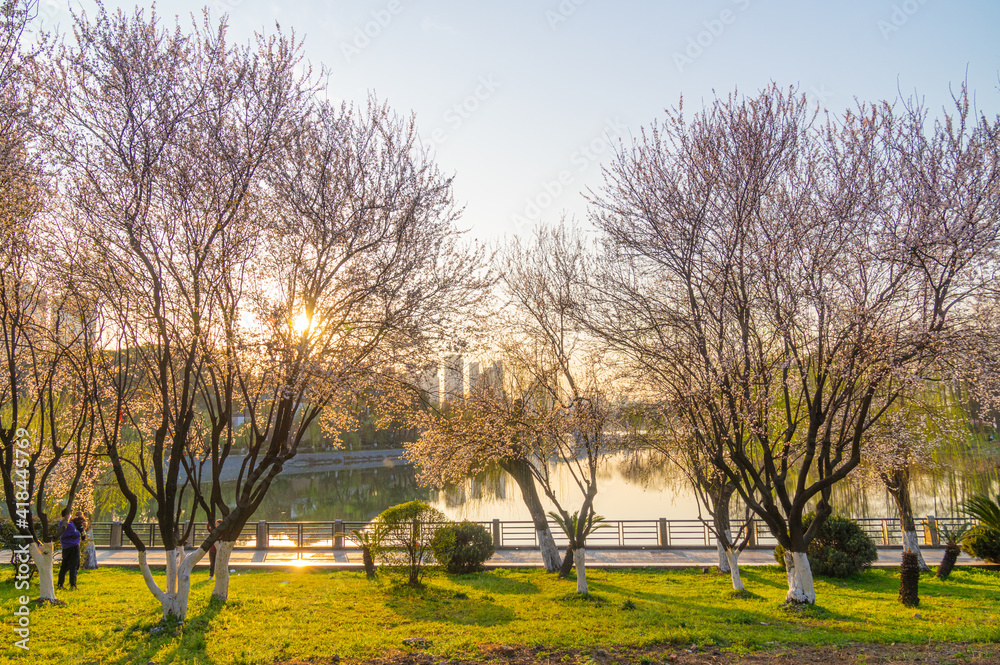 Spring scenery of Yuehu Park in Hanyang, Wuhan, Hubei, China Spring scenery of Yuehu Park in Hanyang, Wuhan, Hubei, China