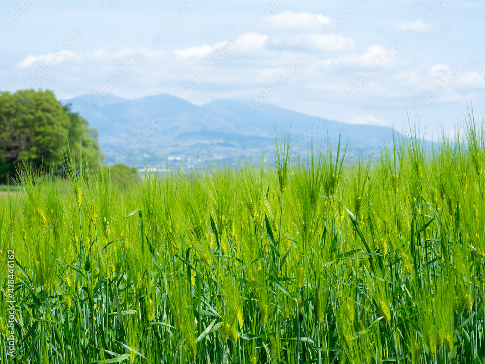 初夏の大麦畑と赤城山