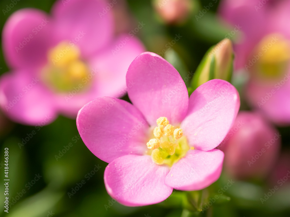 ケンタリウムの花 Centaurium ケンタリウムの花 Centaurium