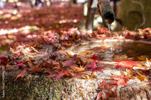 紅葉の庭園