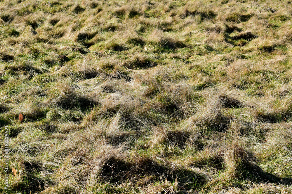 Grass in the meadow in the wind in spring, Coombe Abbey, Coventry, England Grass in the meadow in the wind in spring, Coombe Abbey, Coventry, England