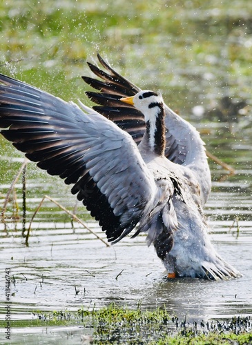 great crested grebe