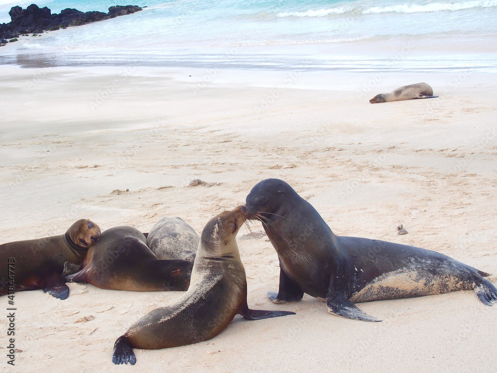 Fototapeta premium Sea Lions, Galapagos, Ecuador