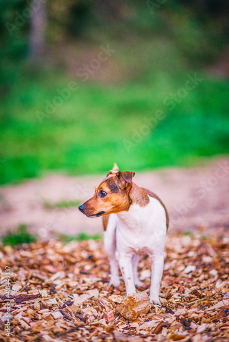 Young jack russell terrier playing outdoors near the forest. © shymar27